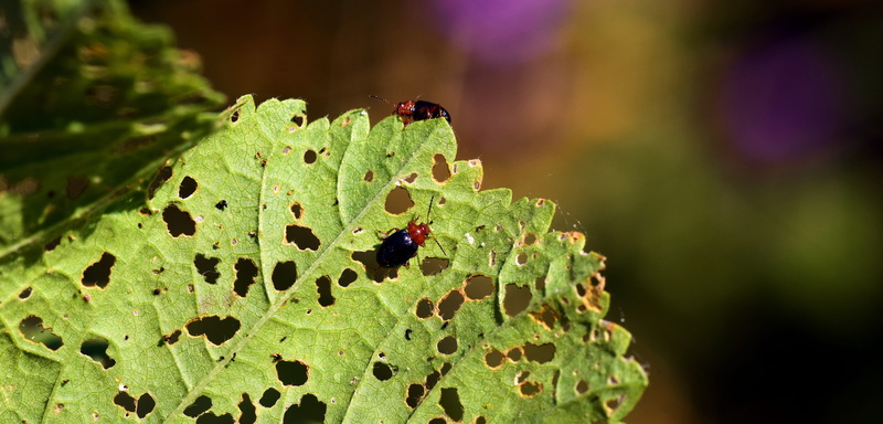 Infestation, Nature, outdoors, eat, focus on foreground, chip away, Pests, small, macro, green color, no people, black beetle, growth, tingling sensation