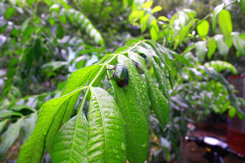disease, insecticide, parasite, leaf, cambodia, desert, mosquito, collection, bloodsucking, rainforests, beetle, plant, Zika, green color, symbol, indonesian