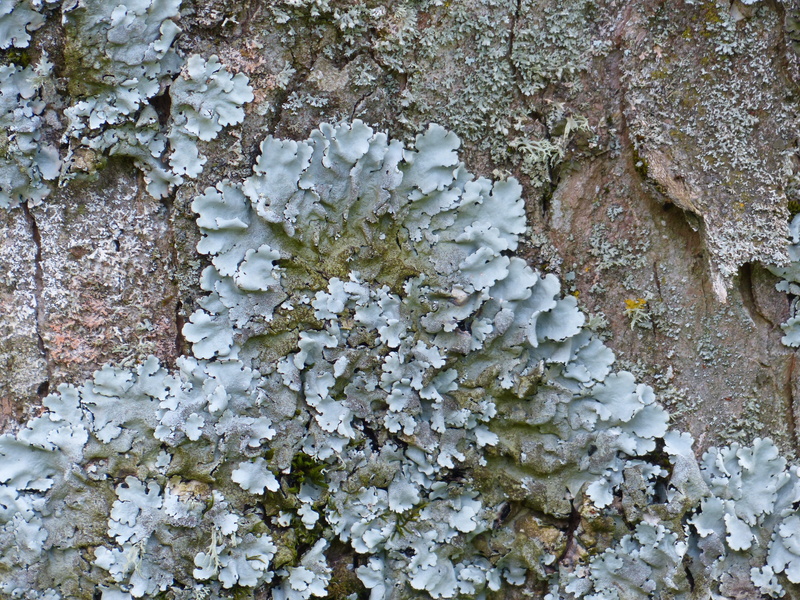 day, Braid, forest, nature, backgrounds, Lichen, leaf braid, rock - object, abstract, tree, pattern, plant, tribe, full frame, outdoors, 4K, blue grey