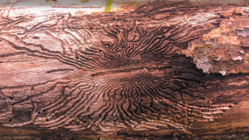 tranquility, nature, day, outdoors, solid, bark, disease, infested, borer, invasive, tree, pattern, d-shaped, rock, no people, brown, abstract, infest