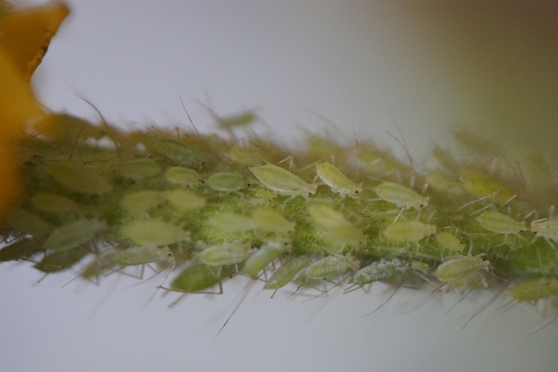 close-up, green color, flowering plant, vulnerability, stengel, flower stem, dandelion seed, animal themes, growth, animal, lice infestation, quantitative