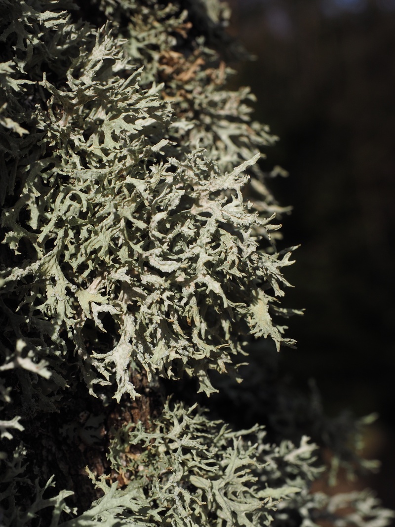 tranquility, weave, pine tree, nature, fouling, green color, parmelia sulcata, focus on foreground, bark, leaf braid, infestation, pseudevernia furfuracea