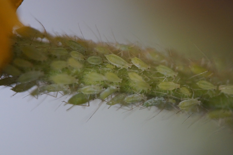 flowering plant, day, pests, beauty in nature, close-up, quantitative, freshness, selective focus, fragility, green color, flower, mass, green, extreme close-up