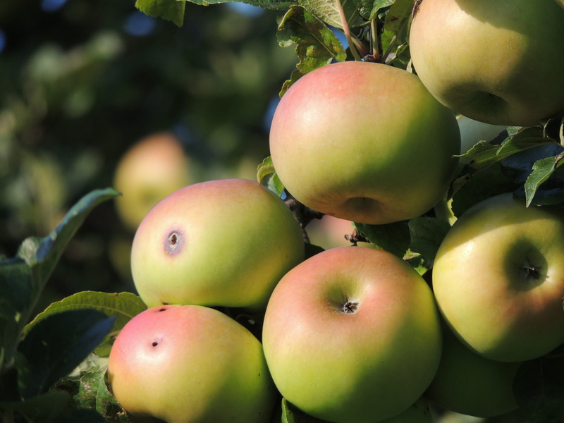 apple - fruit, food and drink, pest, close-up, infestation, wellbeing, plant, apple tree, fruit, apple, food, plant part, red, ripe, windfall, 4K, nature