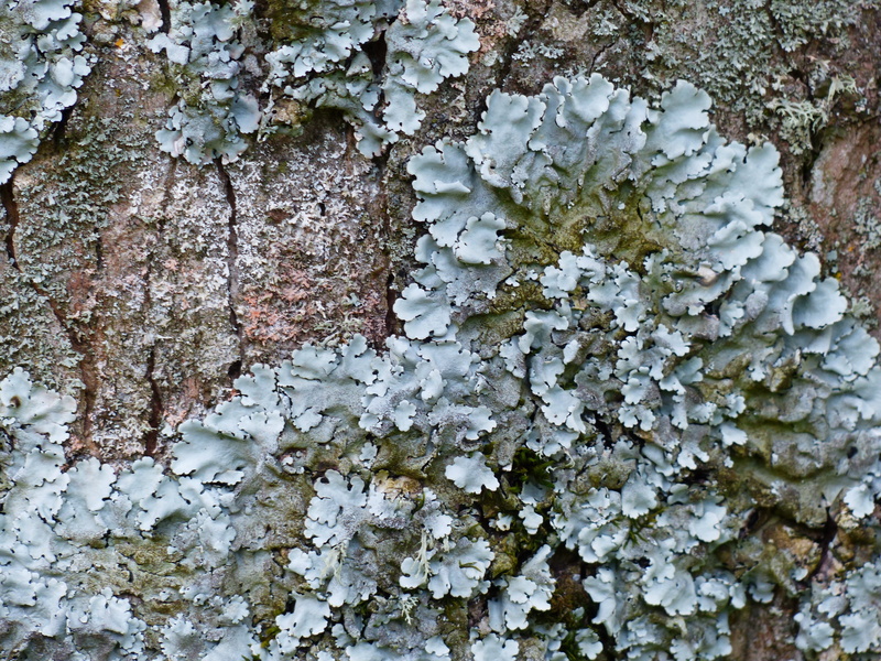 tribe, nature, weathered, tree trunk, log, white color, fungus, 4K, leaf braid, full frame, trunk, close-up, outdoors, infestation, rough, tree, Leaf