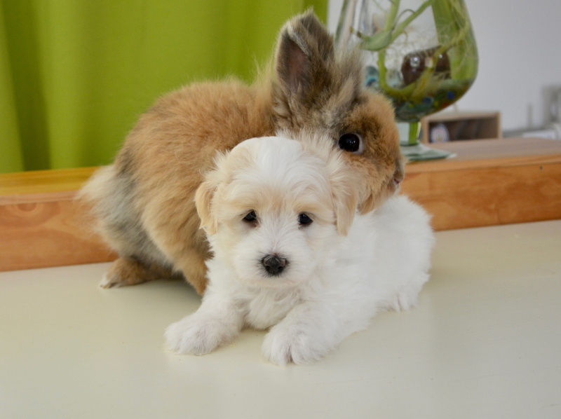 vertebrate, shih tzu, domestic animals, affectionate, indoors, hug, bunny, cotton tulear, one animal, soft, sitting, portrait, little rabbit, petit, mammal