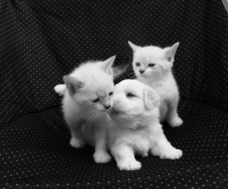 no people, animal themes, puppies, mammal, dog cats, two animals, medium, domestic, domestic animals, pets, whisker, cute, textile, kitten, one, cat, tenderness
