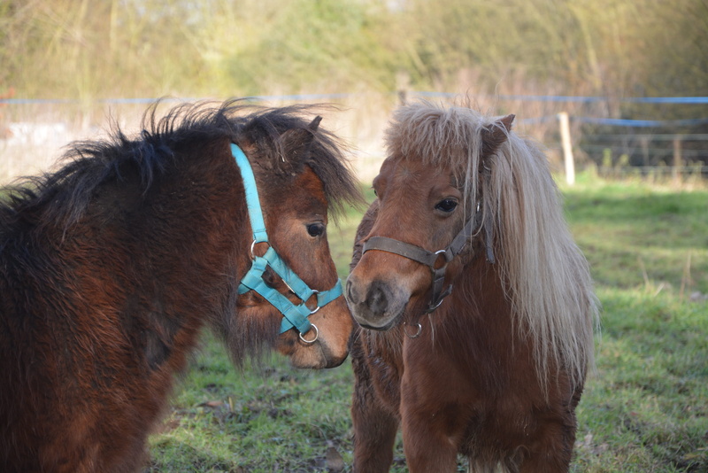 field, mammal, shetland pony, working animal, group of animals, two animals, complicity, couple pony glamour gecko, blond mane, grass, 4K, focus on foreground