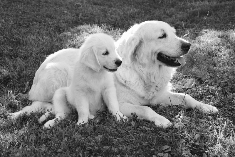 one animal, relaxation, puppy, domestic animals, mammal, lying, prone, cute, dogs, retriever, golden, photo black white, domestic animal, domestic, golden retriever