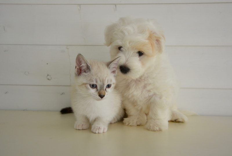 indoors, pets, portrait, nature, puppy, domestic animals, beside, animals, small, domestic, animal themes, vertebrate, dog cat, 5K, sitting, Kitten, Domestic Animal
