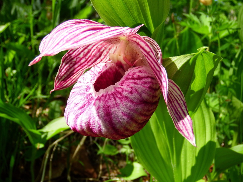purple, leaf, green color, beauty in nature, day, petal, lady, summer, slipper, glade, flower head, the ladys slipper large-flowered, s, plant part, vulnerability