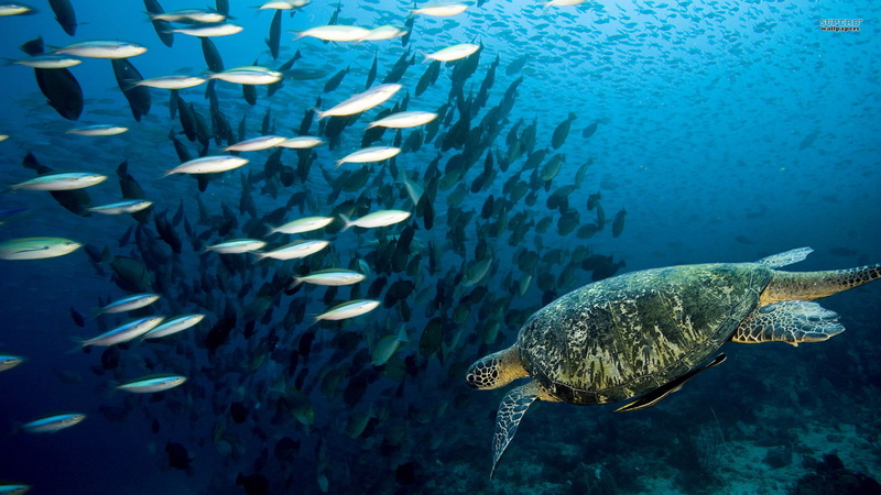 hd animals, sea, hd, turtle, 1920x1080, array, 1080P, game, Animal, wallwuzz, games