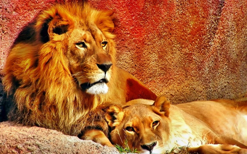s, lion, couple, animal, love, animals, 1080P, cats