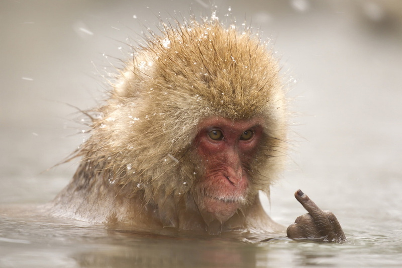 middle finger, water, 1080P, the situation, Japanese macaques, monkey, bathing, face, fingers