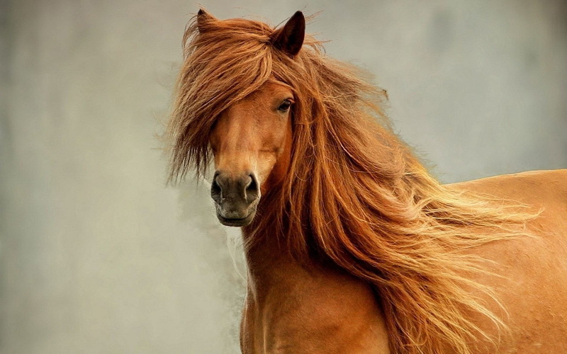 riding, rural Scene, animal Head, mare, close-up, livestock, profile view, beautiful, domestic, farm, nature, working animal, bay Horse, one animal, beauty In Nature