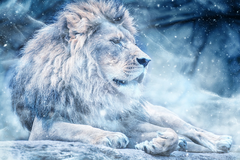 cold temperature, outdoors, mammal, winter, animal wildlife, vertebrate, beauty in nature, blizzard, ice, one animal, snow, lion, day, 2K, animals in the wild