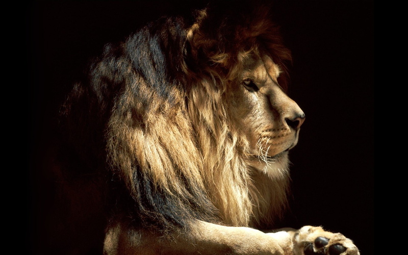 beasts, brown, lion, king, 1080P