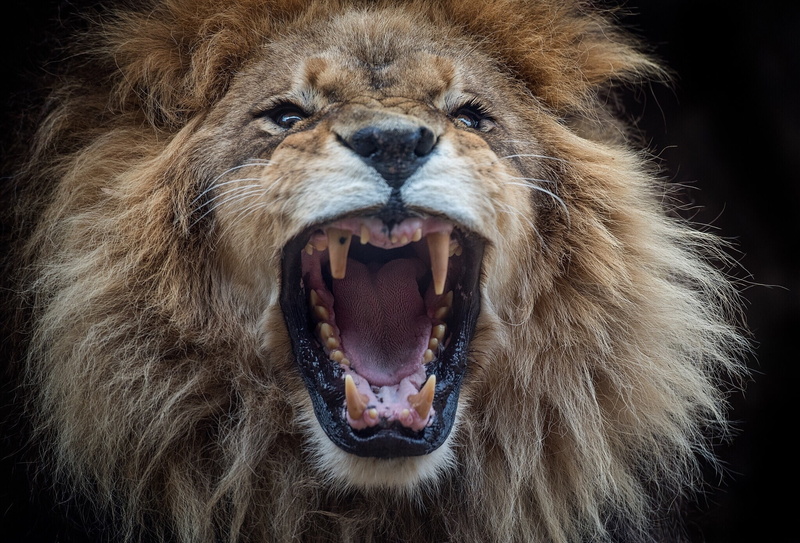 animal mouth, snarling, animal body part, mouth open, mouth, close-up, aggression, 1080P, animal teeth, negative emotion, fangs, mammal, portrait, face