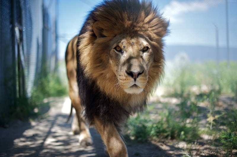 king of beasts, wild, look, 4K, step, Lion, nature, mane