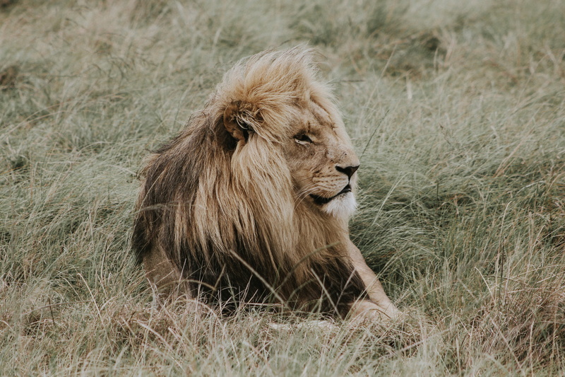 day, animal Head, south Africa, lioness, safari Animals, wildlife Reserve, danger, lion - Feline, big Cat, large, female Animal, lion, land, animals In The Wild