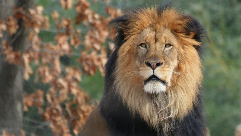 king, lion, king of beasts, 1080P, beasts, portrait, mane