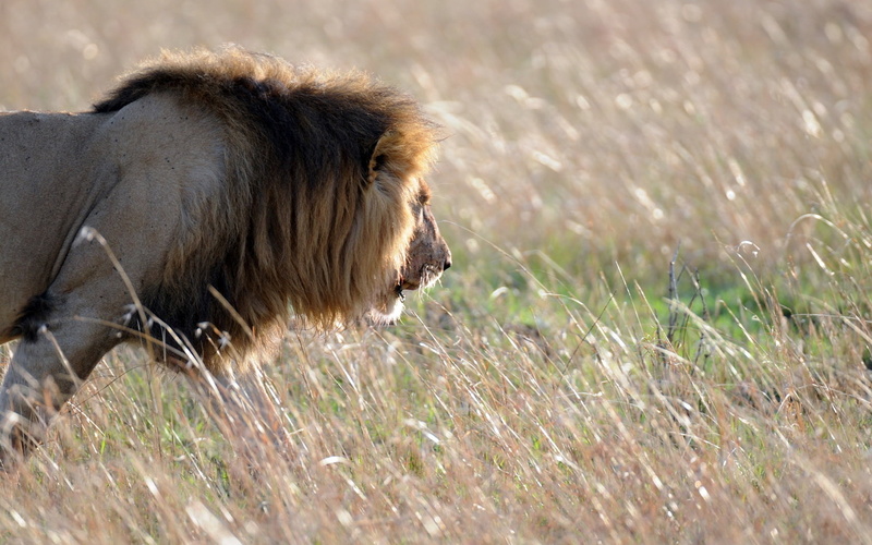 day, africa, east Africa, mammal, no People, cat, male Animal, safari, serengeti National Park, big Cat, outdoors, kenya, nature, animal wildlife, side view