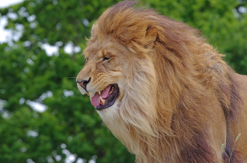 mammal, big Cat, animal, cat, undomesticated Cat, animal Head, wildlife, animals In The Wild, male Animal, snarling, aggression, one animal, animal mouth
