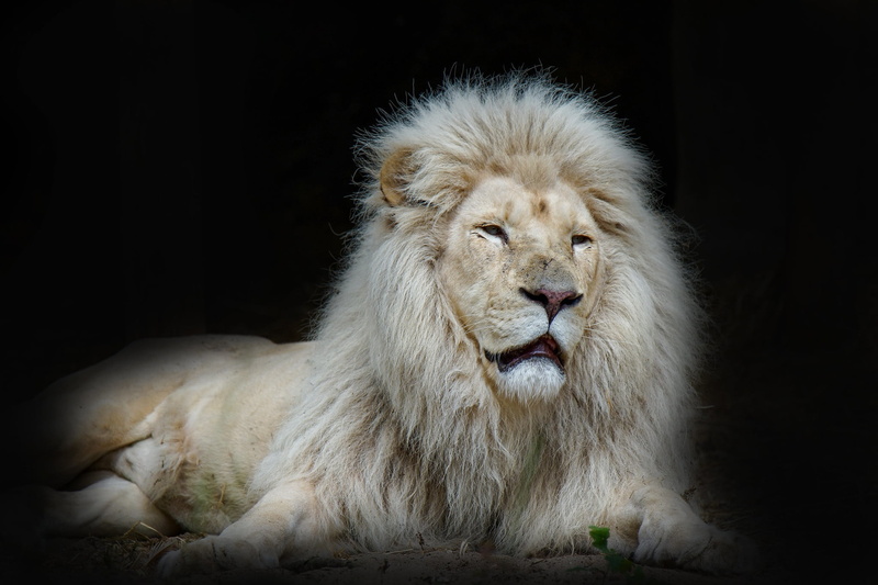 Leo, beast, king, 1080P