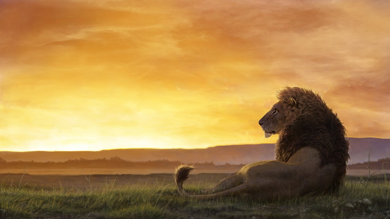 Lion in the sun, by Ben Judd, Ben Judd, Africa, Leo, Predator, Sunset, Sun, The sun, Figure, Cat, Lion, The King Of Beasts, Art, Animal, Mane, 1080P, King