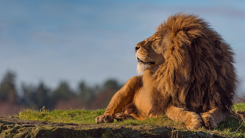 paws, Leo, face, important, pose, the sky, cats, blue background, profile, wild cats, closed eyes, background, lies, the king of beasts, stone, beast, mane