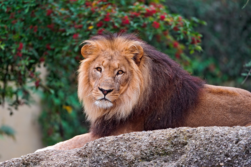 nature, day, predator, animal Teeth, king of beasts, mane, focus on foreground, wilderness Area, one animal, portrait, lie, resting, animal themes, wildlife Reserve