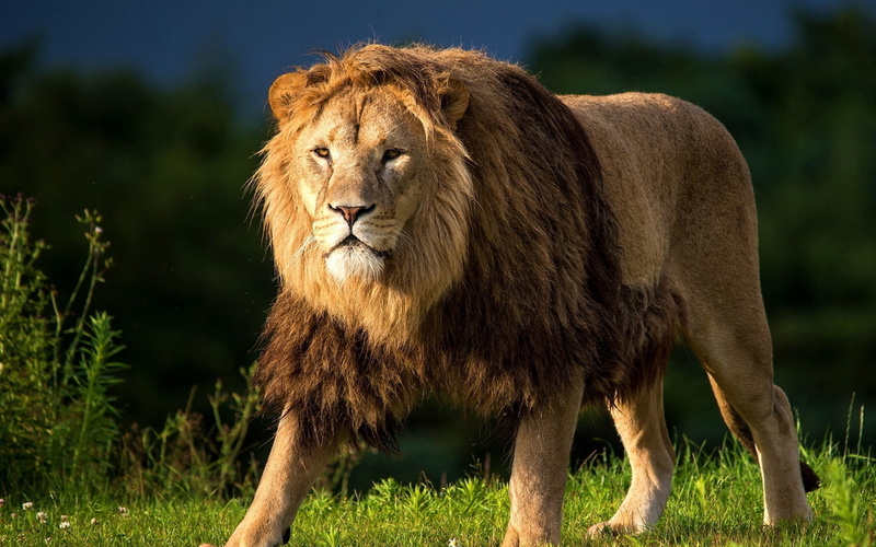 animals And Pets, female Animal, masai Mara National Reserve, africa, male Animal, plain, animals In The Wild, cat, adult, safari, big Cat, mammal, king of beasts