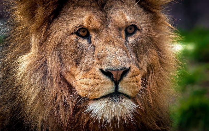 close-up, lion, predator backgrounds, download 3840x2400 lion, 4K, king of beasts, muzzle