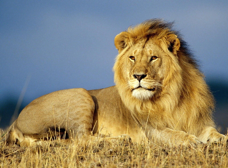 south Africa, national Park, close-up, fur, carnivore, no People, tanzania, lion, danger, female Animal, kenya, mane, grass, one Animal, mammal, lioness
