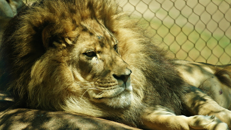 vertebrate, danger, face, africa, undomesticated Cat, male Animal, wildlife, savannah, looking away, outdoors, mammal, tanzania, lion - Feline, animals And Pets