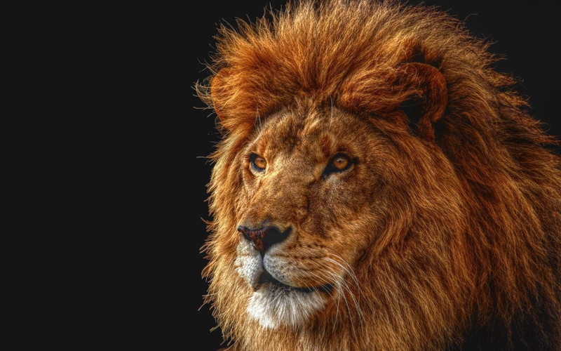 looking away, lion - feline, no people, one animal, Lion, Predator, animal head, vertebrate, feline, animals in the wild, cat, brown, animal themes, animal body part