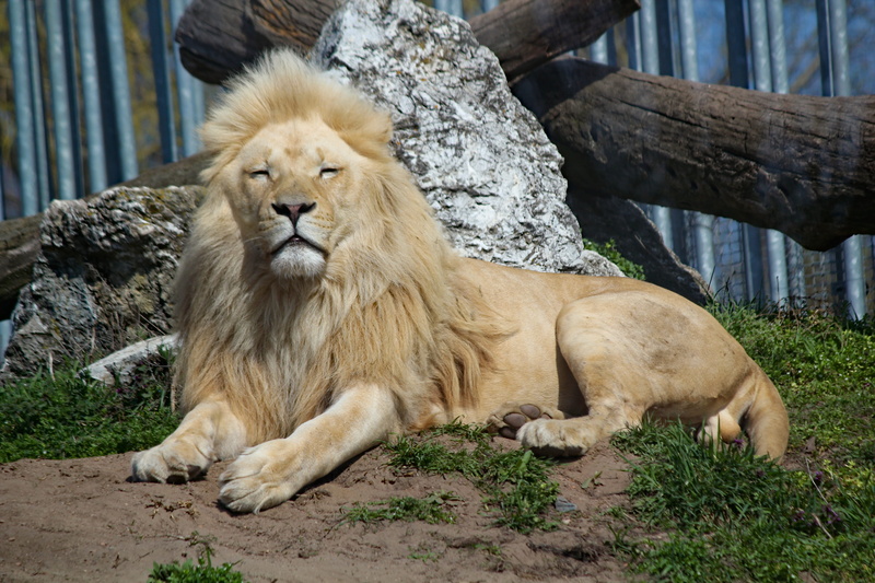big cat, one animal, king, relaxation, animals in captivity, male animal, zoo, dormant, vertebrate, animal, feline, lying, mammal, 5K, carnivora, outdoors