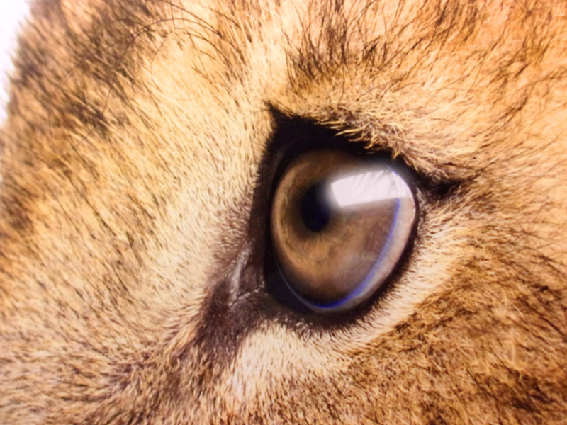 animal body part, african, animal hair, no people, wild, panthera, side, close, savanna, space, iris - eye, female, carnivore, safari, domestic, close-up
