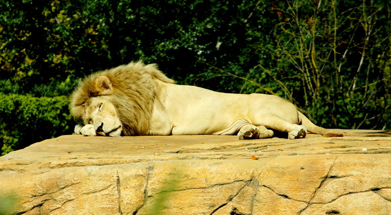 africa, one animal, dangerous, laying, carnivora, lioness, outdoors, safari Animals, carnivore, fur, animal, feline, animal wildlife, predator, king, wildlife photography