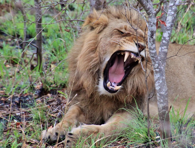 baring teeth, dangerous, plant, south africa, animal world, gray, lion, travel, beside, 2K, yawn, large, mouth, danger, tree, roaring, animals Hunting
