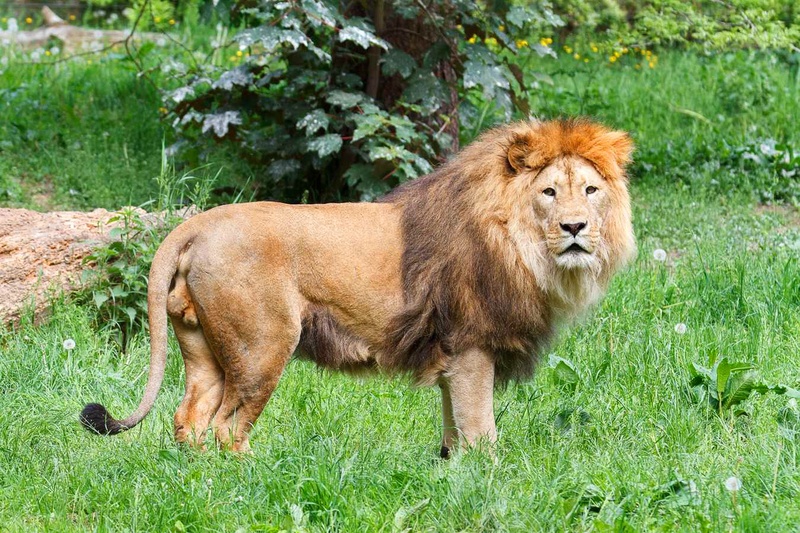 mammal, animal, animal world, safari, carnivora, safari Animals, vertebrate, portrait, large, wild animal, animal wildlife, lioness, wild, lion, animal themes