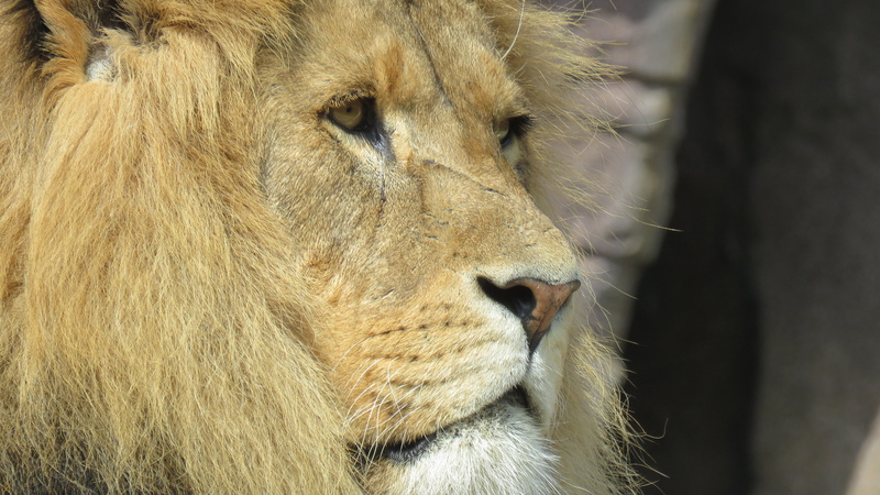 day, no people, lion - Feline, wildlife, cat, animals In The Wild, nature images, outdoors, mane, animal wildlife, kenya, 4K, male animal, safari, animal images