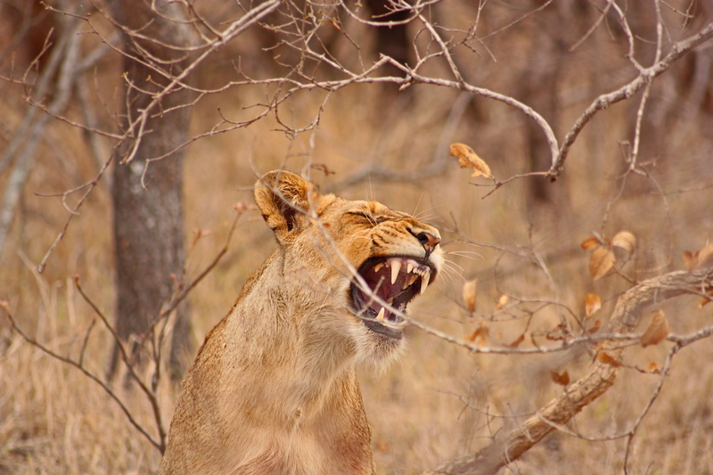 no people, big Cat, safari, lion - Feline, south africa, aggression, tree, ear, lioness, roar, sitting, nature, wildlife, orange, 4K, bite, vertebrate