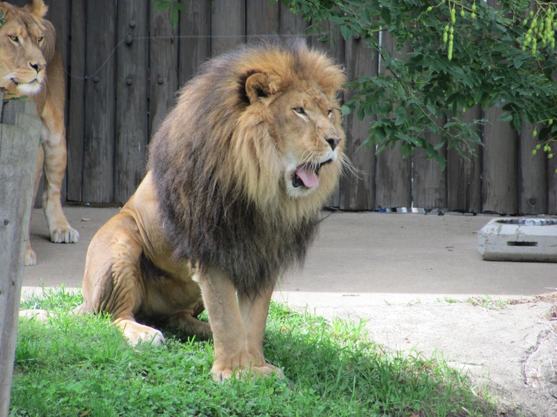 noble, animals In The Wild, male animal, creature, undomesticated Cat, animal wildlife, aggressive, zoology, animals in captivity, lion - Feline, whisker