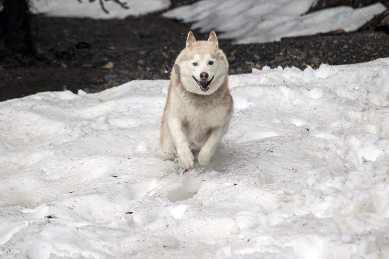 domestic animals, cold temperature, season, looking at camera, female, summer, portrait, winter, breed, sled, girl, purebred Dog, joyful, fur, no people
