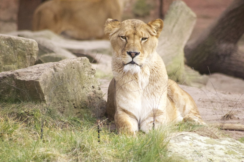 sitting, wildcat, view, animals In The Wild, animal wildlife, outdoors, serengeti National Park, dangerous, elegant, fur, animal, carnivore, feline, lions mane