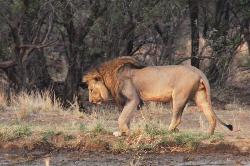kenya, lioness, mabula game lodge, wilderness Area, mabula, safari, south africa, serengeti National Park, national Park, side view, Thirsty, safari Animals