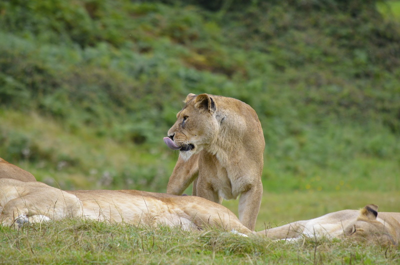 Wild, field, feline, wildlife Reserve, wilderness, undomesticated Cat, wilderness Area, safari, animal wildlife, no people, animal, grass, animal family