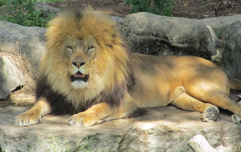 male, carnivora, looking, gray, enclosure, rock, shadows, majestic, nature, lying, king of the jungle, resting, animal themes, large, Lion, leo, 1080P