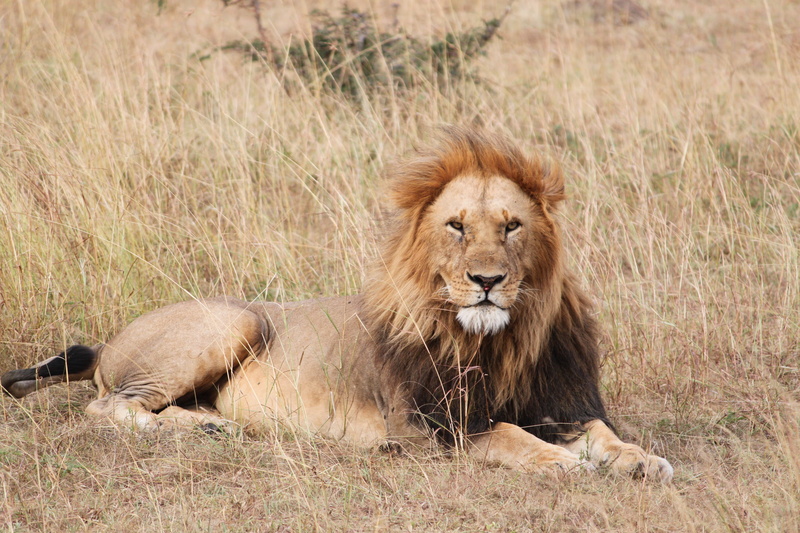 east Africa, plant, wildlife, grass, masai Mara National Reserve, kenya, pride, mammal, lying down, national Park, lion - Feline, undomesticated Cat, safari